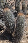 Loxanthocereus montanus Nazca to Puquio GPS189 Peru_Chile 2014_0100.jpg